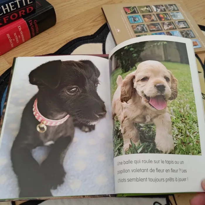 Les chiots marque piccolia - photo numéro 3