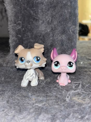 chinchilla #2415 & collie #67