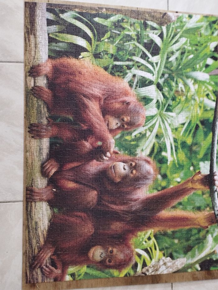 Puzzle 1000 pièces 🐒 - photo numéro 2