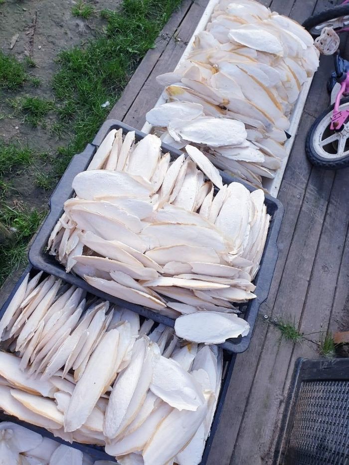 Os de seiche - photo numéro 2