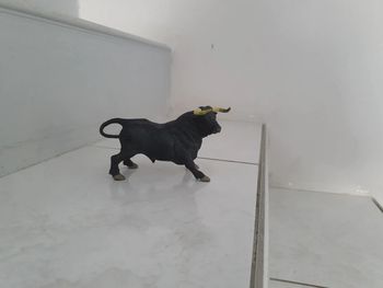 Taureau andalou papo