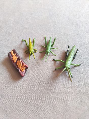 Figurines cycle de vie de la sauterelle