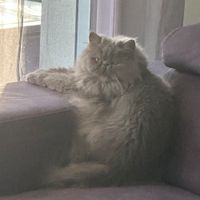 profil