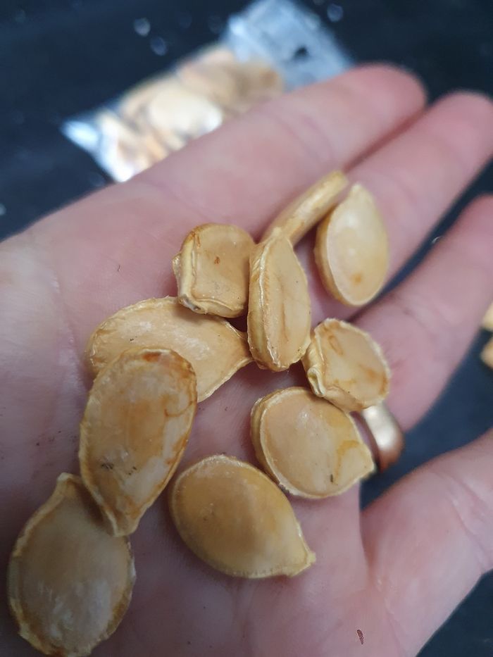 Graines de potimarron x50 - photo numéro 2