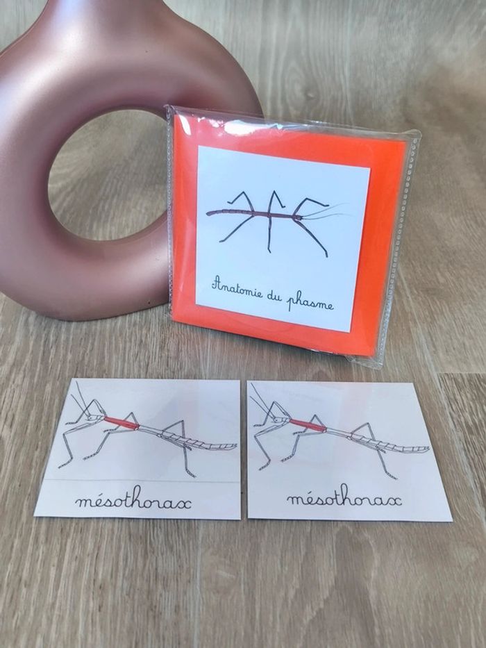 Cartes de nomenclature du phasme - photo numéro 2