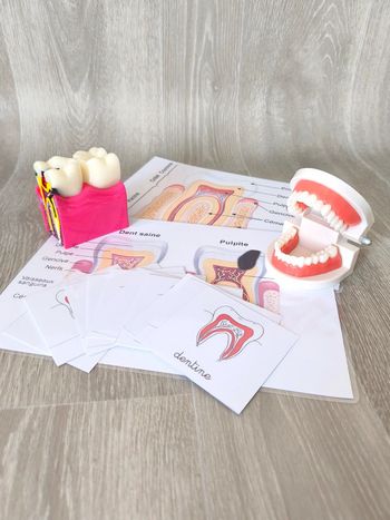 Kit anatomie de la dent saine et la dent cariée