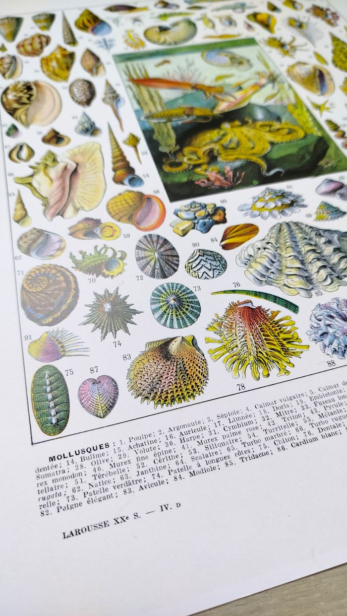 🐚 Affiche sur les coquillages et mollusques, d'après une lithographie de 1928 - photo numéro 4