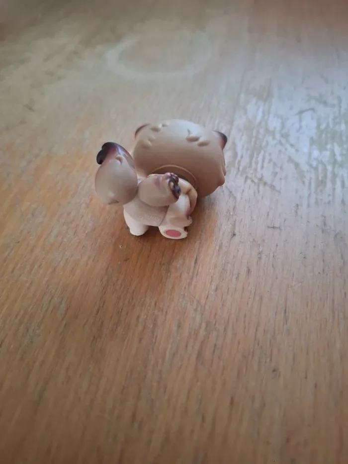 Petshop persan #22 - photo numéro 3