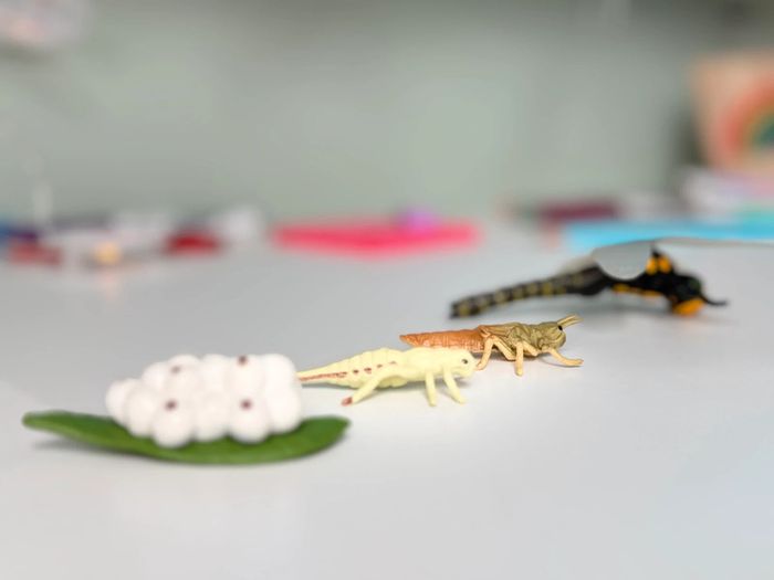 Cycle de vie: Figurines de la Libellule (Langage, sciences.) - photo numéro 3