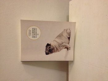  Carlin le chien de madame Halberstadt Stéphane Carlier