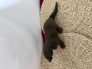 Peluche Loutre Martre Martre D'eau 