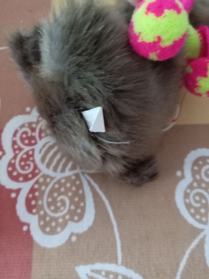 Peluche "marmotte" - photo numéro 3