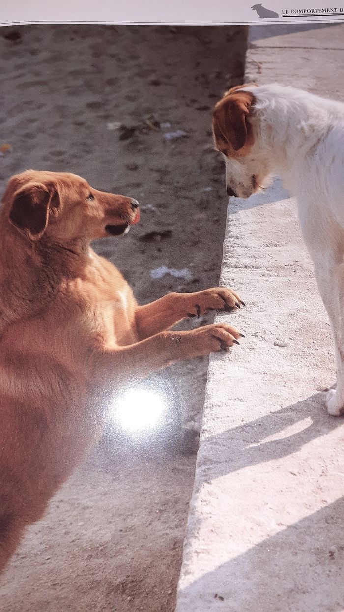 Livre chiens les races - photo numéro 4