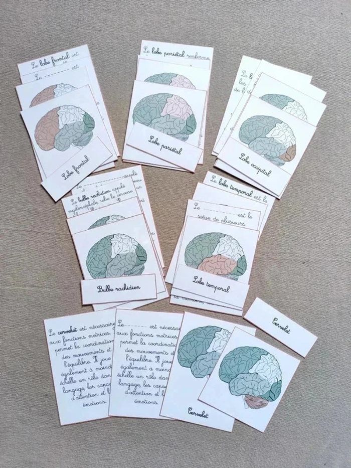 Cartes de nomenclature sur l'anatomie du cerveau Montessori