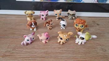 Petshop