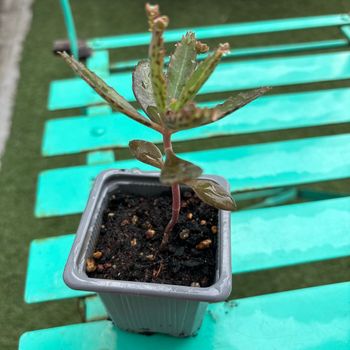 Superbe bouture Kalanchoe daigremontiana, plantes-mères ou Mère de milliers.