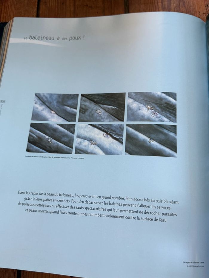 Grand beau livre Planète Mers Nicolas Hulot Laurent Ballesta Pierre Descamp Michel Lafon - photo numéro 9