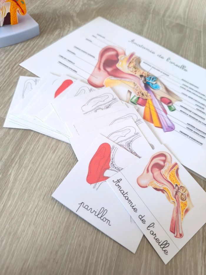 Kit anatomie de l'oreille - photo numéro 6