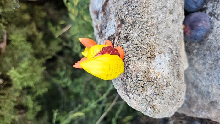 Super figurine Pokemon Nintendo finger puppet pyroli - photo numéro 4