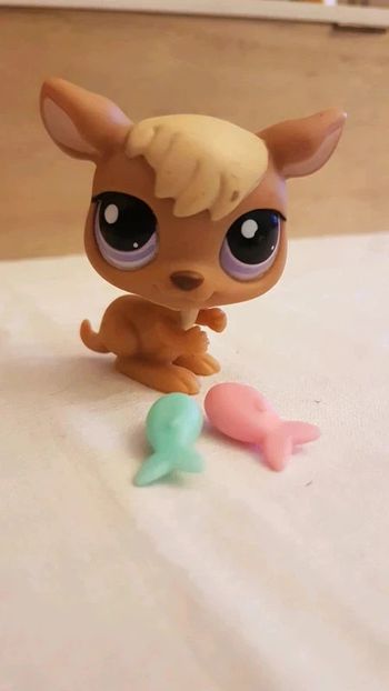 Kangourou petshop (rare)