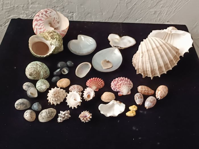 Nacre et autres coquillages - photo numéro 3