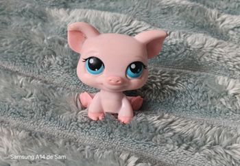 Petshop cochon 87