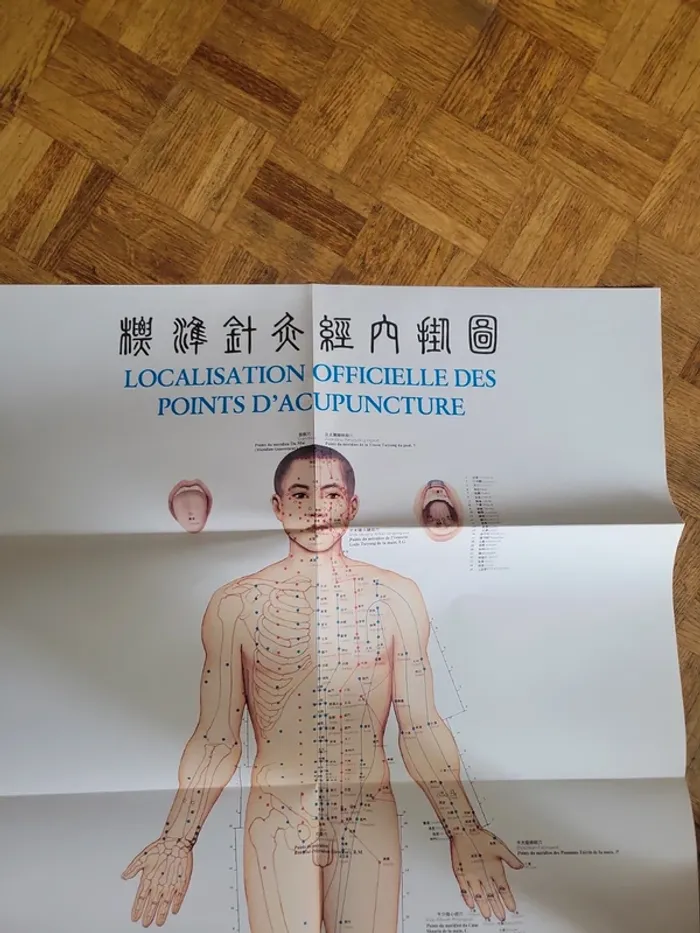 Localisation officielle des points d' acupuncture - photo numéro 14