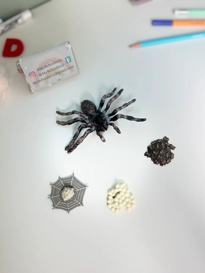 Cycle de vie: L'araignée - Lot de 4 figurines