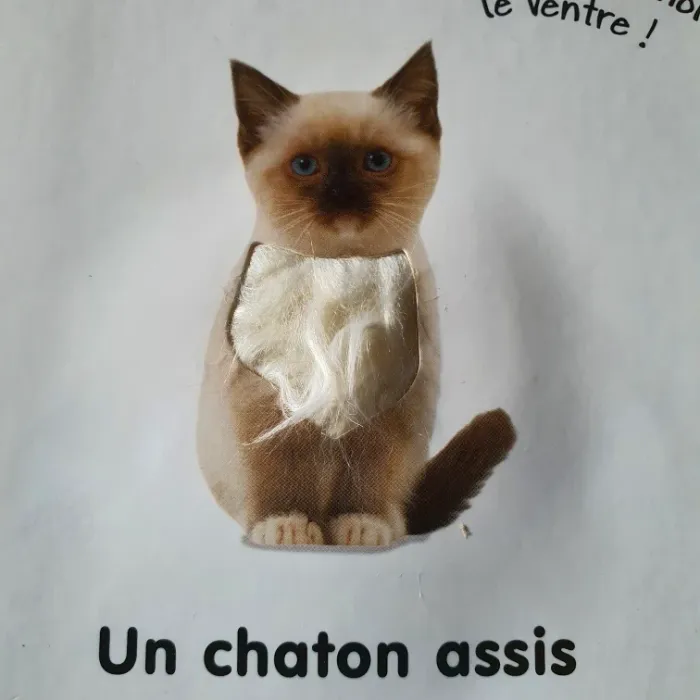 Livre les chatons (à toucher) - photo numéro 4