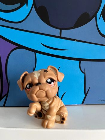 Petshop chien