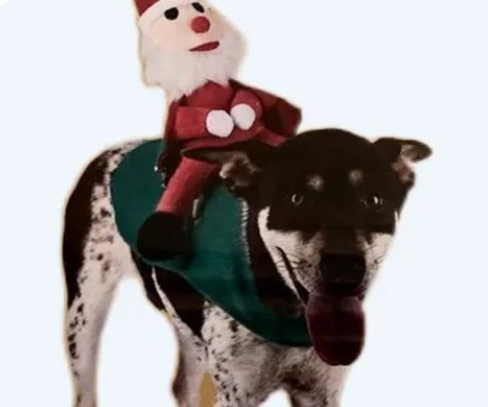 Déguisement noël chien taille M Neuf - photo numéro 3