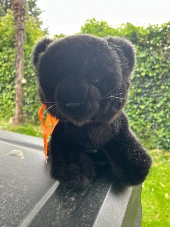 peluche noire