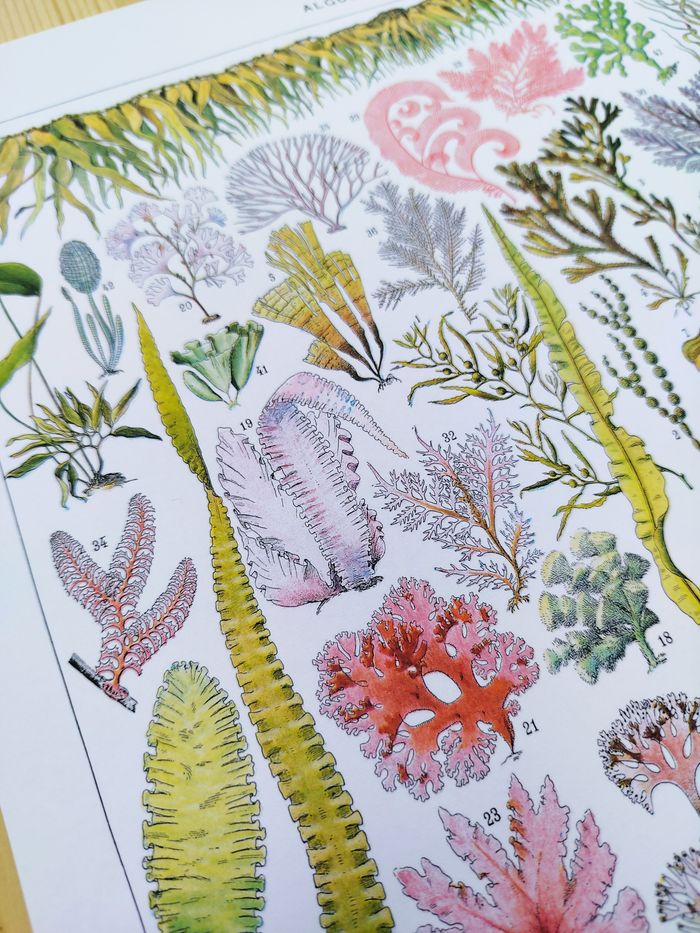 🌿 Affiche sur les algues, d'après une lithographie de 1928 - photo numéro 6