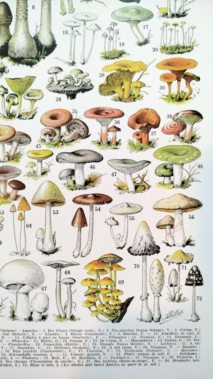 Affiche sur les champignons "amanite", d'après une illustration de 1928 - photo numéro 5
