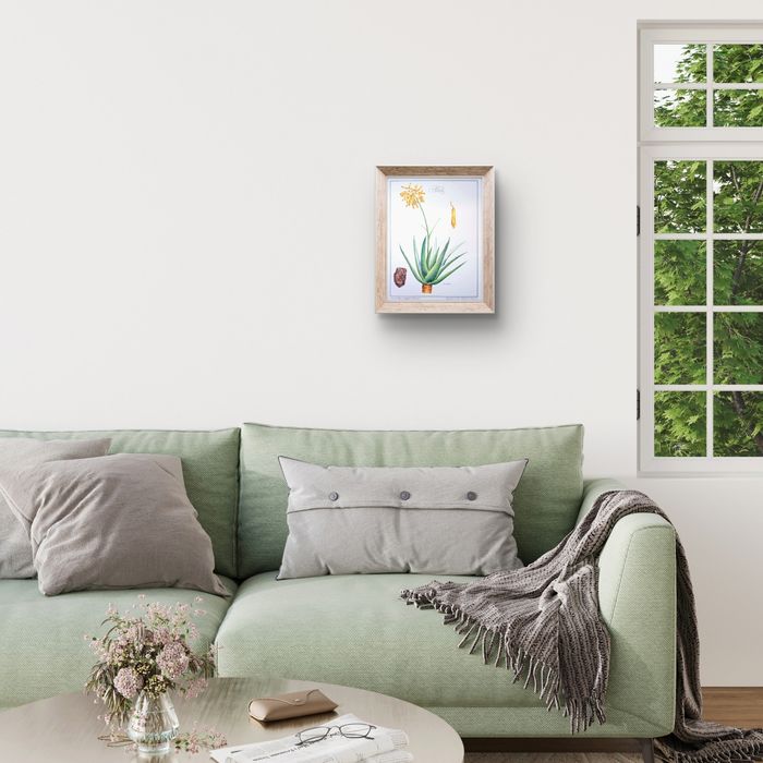 Imprimée en 1986, planche botanique l'Aloé Vera, Vintage Authentique (cadre non inclus) - photo numéro 2