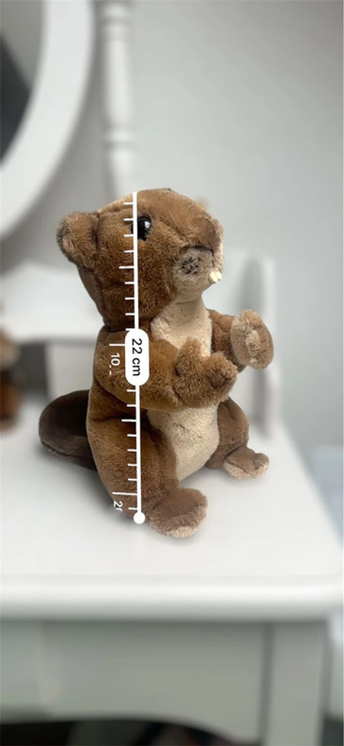 Grand castor - photo numéro 3