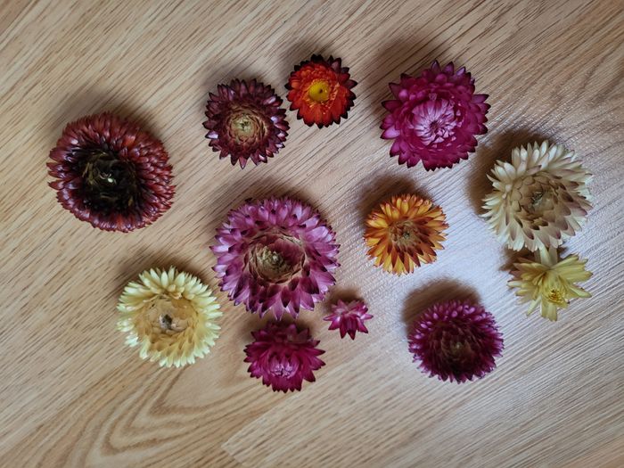 Fleurs séchées - photo numéro 4