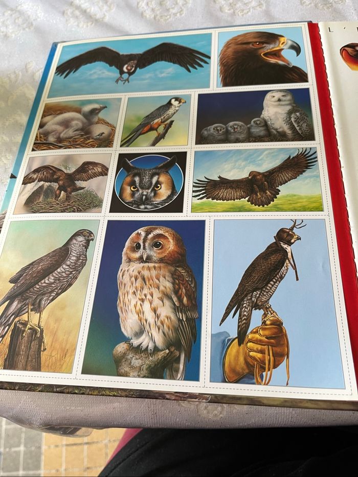 Livre l’imagerie animale. Les rapaces neuf - photo numéro 3