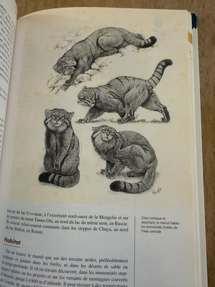 Bibliothèque du naturaliste encyclopédie livre rare Les félins Robert Dallet panthères wwf - photo numéro 10