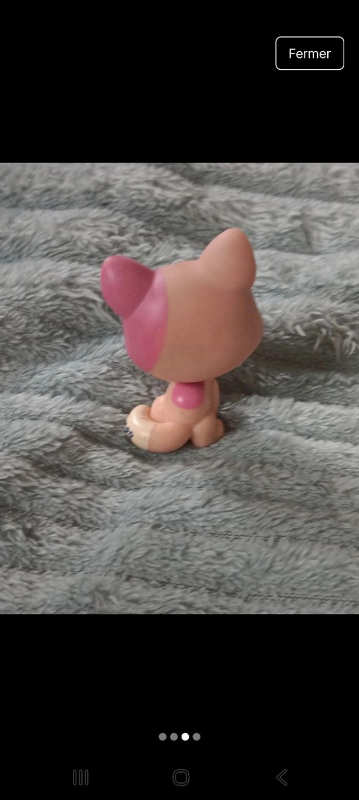 Petshop chat 1402 - photo numéro 3
