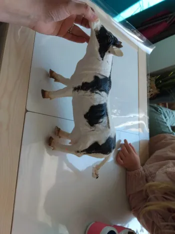 Vache