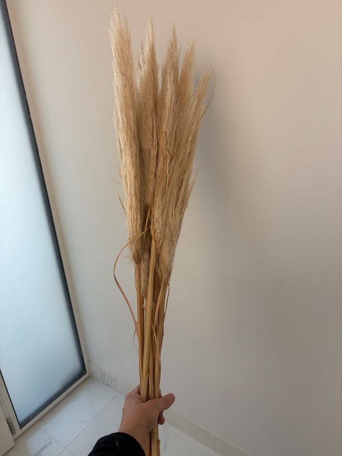 Lot de 13 tige de pampas - photo numéro 3