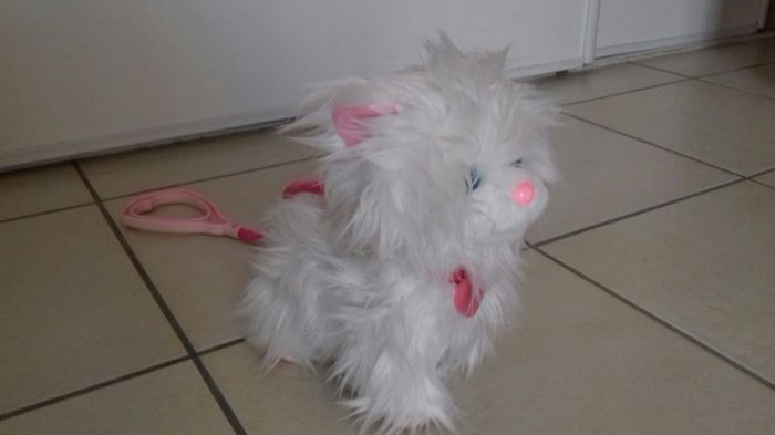 Chaton animagic - photo numéro 2