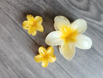 Pinces cheveux fleur des iles jaunes
