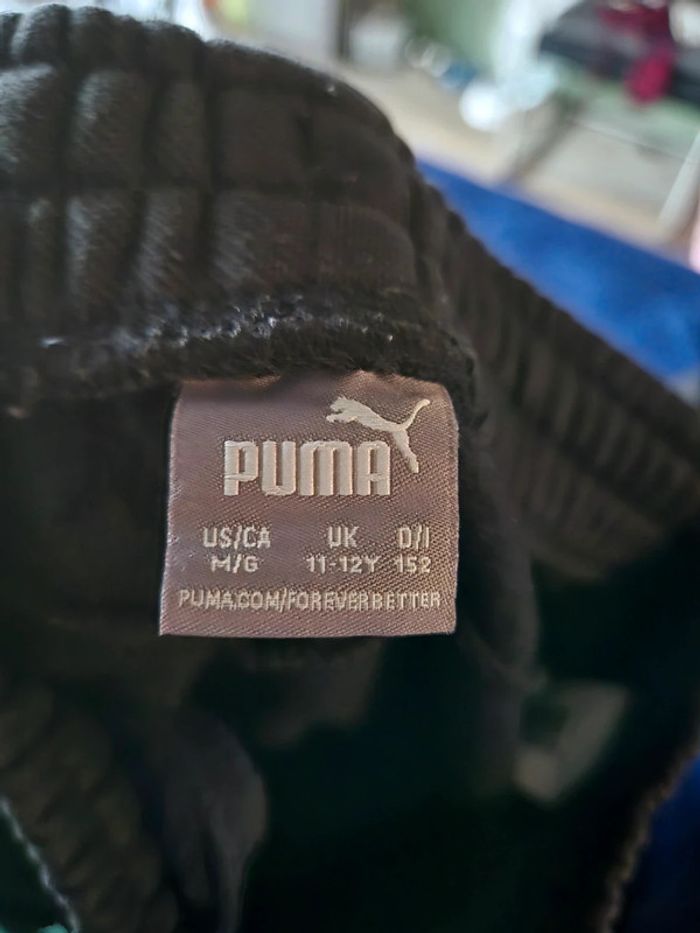 Training puma - photo numéro 3