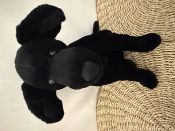Peluche Labrador noir Jellycat Pippa plus d'etiquette