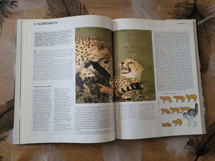 Le comportement animal Neil Curtis - photo numéro 5