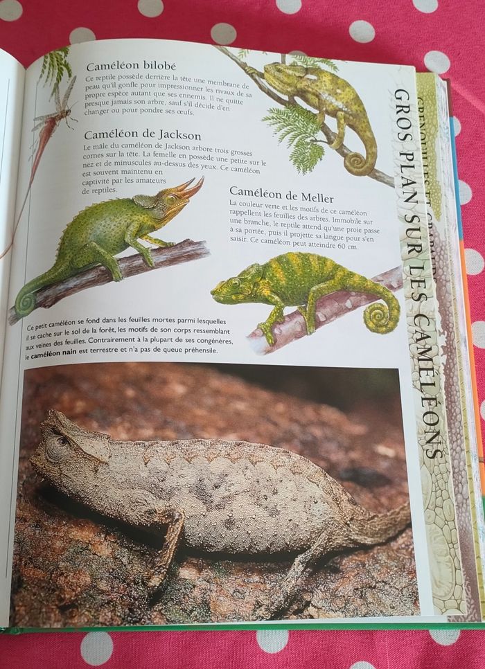 Encyclopédie animaux - photo numéro 3