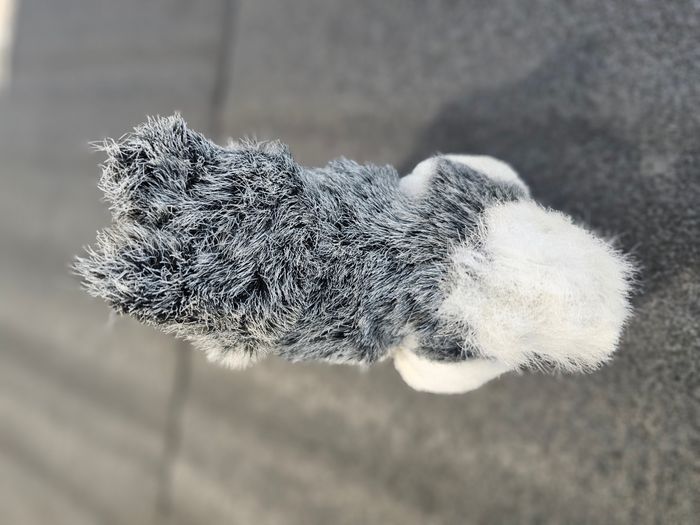 🧸 Peluche chien type Husky - photo numéro 4