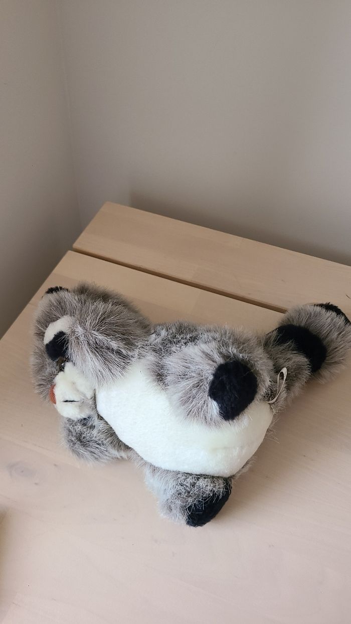 Raton laveur - photo numéro 4